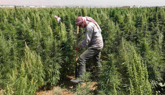 International-Cannabis-Update-Lebanon-Battles-for-Legalization-The-Leaf-Online
